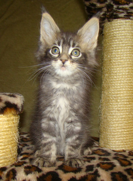     Catsvill County!   !    !       !!!    Catsvill County +7-926-544-74-09     .   ,   ,   ,    ,   ,  ,     ,   -,    ,   !